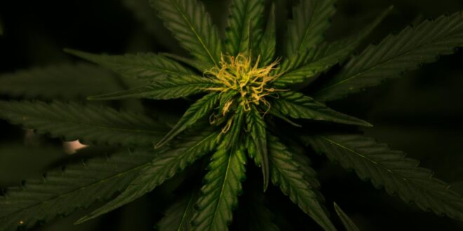 Detailed view of a cannabis plant with vibrant green foliage and intricate leaf patterns.
