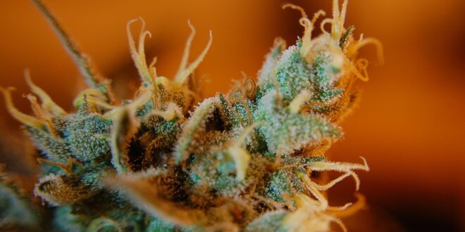 weed, trichomes, ganja, pot