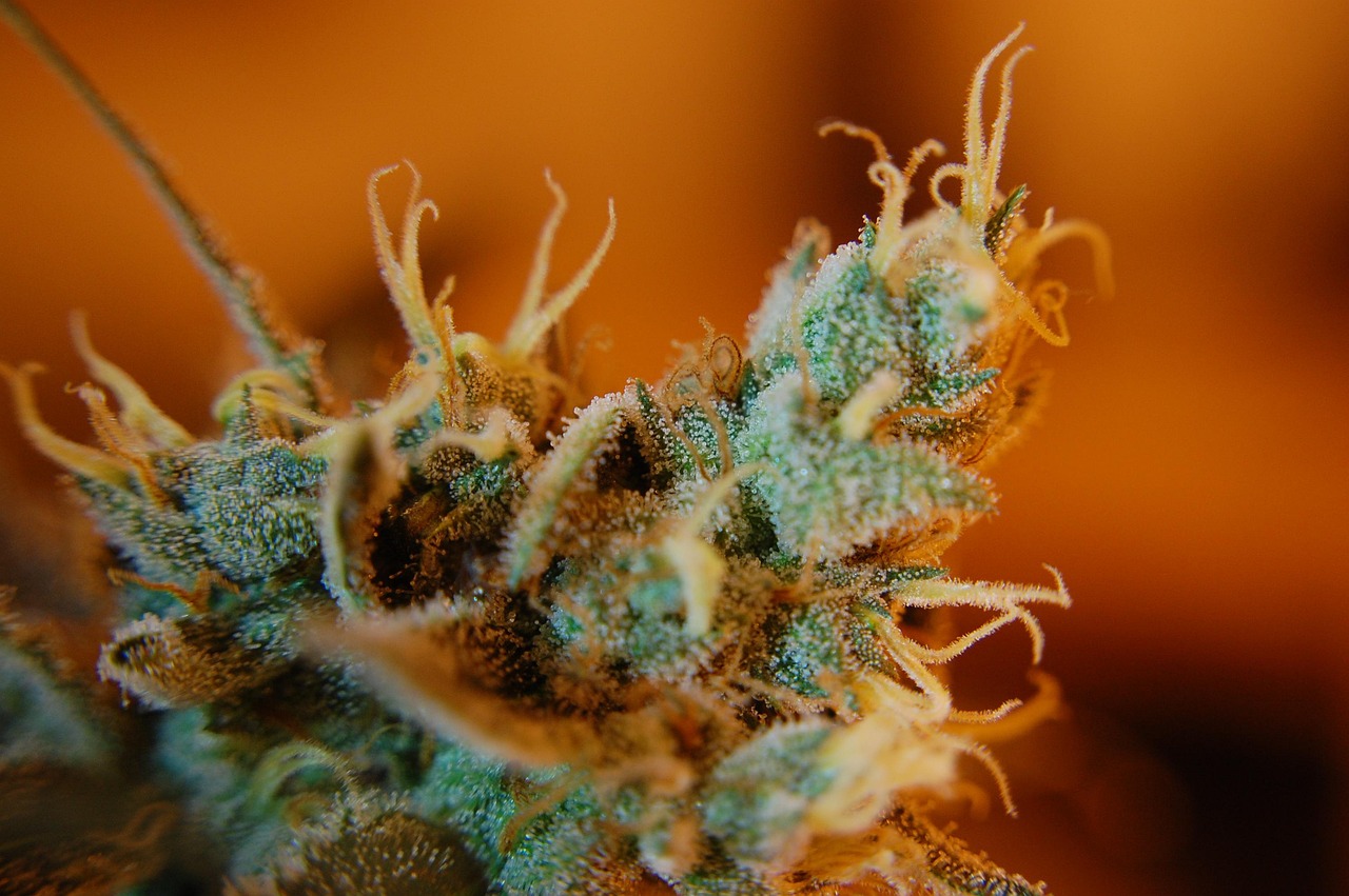 weed, trichomes, ganja, pot
