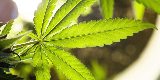 weed leaf, pot