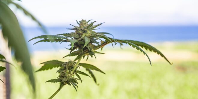 marijuana leaf, cannabis leaf, cannabis leaves, weed leaf, pot leaf, marijuana leaves, weed leaves