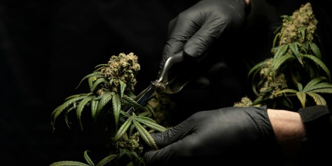 person in black leather gloves holding green plant